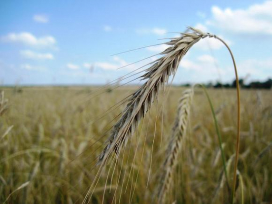 «$53,5 за тонну»: Россия повысила пошлину на экспорт пшеницы