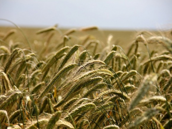 Цены на российскую пшеницу обновили 7-летний максимум