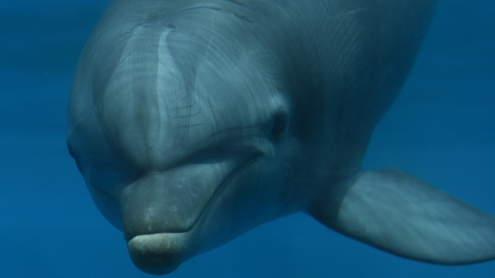 На съемках сериала "Морячка" спасли жизнь дельфиненку
