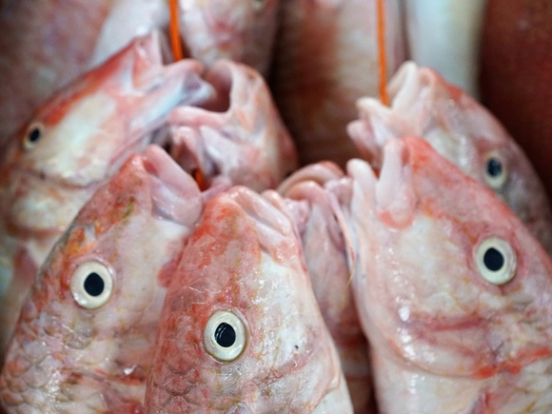 РБК: Россиян ожидает сокращение импорта рыбы