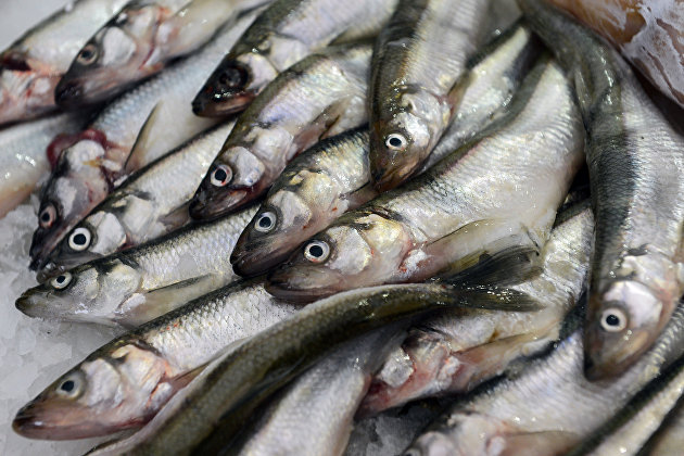 Россельхознадзор втрое увечил число проб рыбы после сброса воды с "Фукусимы"