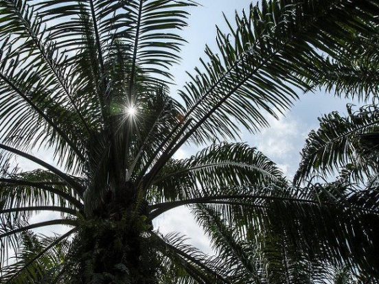 Россия с начала года ощутимо нарастила импорт пальмового масла