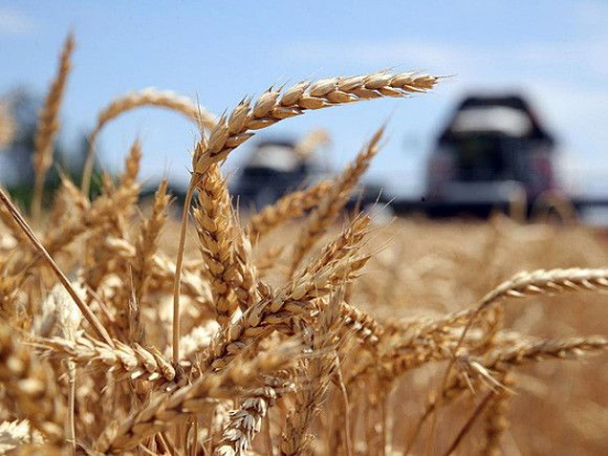 Российским регионам дадут миллиарды рублей на поддержку производителей зерна