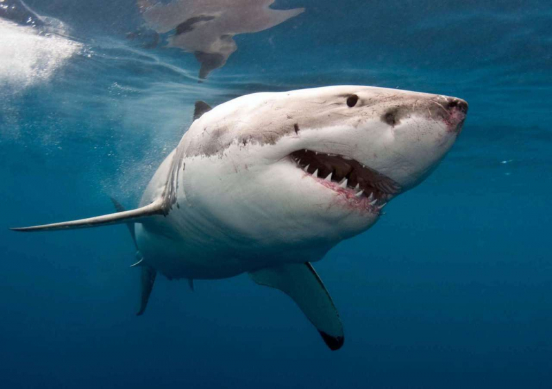 У берегов Калифорнии мужчина погиб при нападении акулы