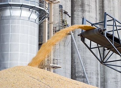 Урожай твердой пшеницы в России к 2025 году может вырасти в 2,4 раза
