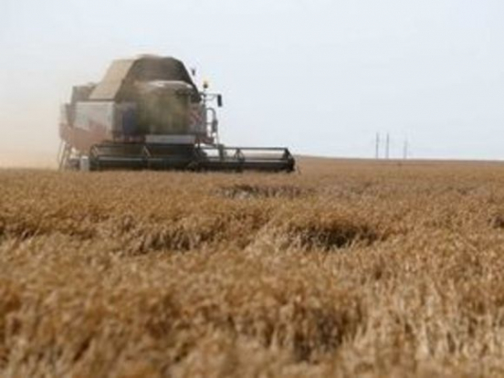 «Утрамбовывается урожай»: ИКАР ухудшил прогноз сбора пшеницы в России