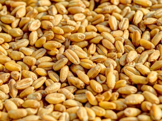 В России понизили прогноз по экспорту пшеницы