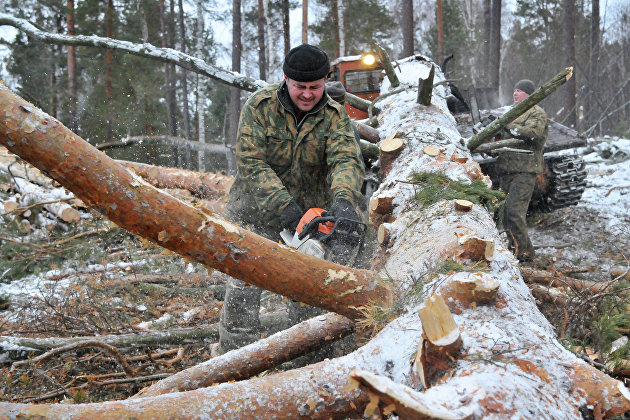 WWF России создаст систему и приложение к ней для борьбы с незаконной вырубкой леса в ДФО