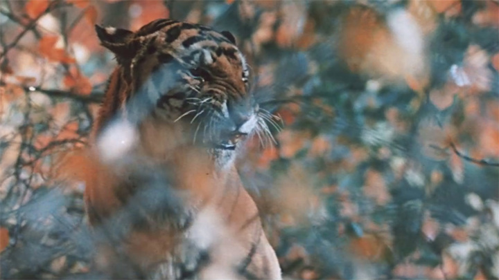 Усатый-полосатый: самые известные тигры в кино и мультфильмах
